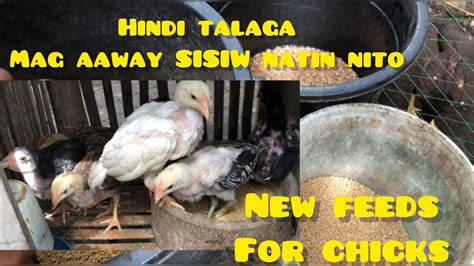 PARAAN PARA HINDI MAG AWAY ANG SISIW .
